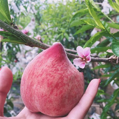 农民手里捧着新鲜的刚摘的桃子高清摄影大图-千库网