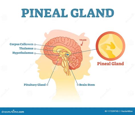 Eye Of Horus Pineal Gland