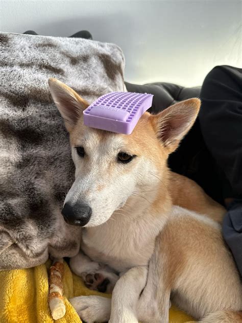 How do I fix my dogs bedhead? : r/doggos