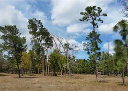 Image result for How to Fell a Tree Leaning in Opposite Direction