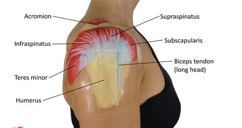 Image result for Shoulder Dysfunction