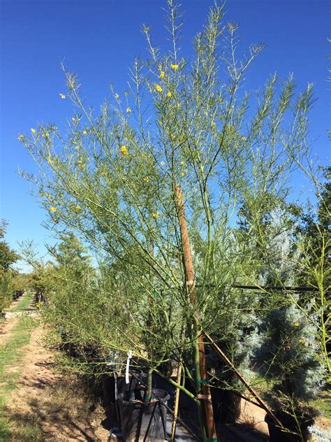 PALO VERDE, DESERT MUSEUM - Backbone Valley Nursery