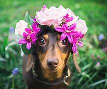 Image result for Cutest Dachshund in the World