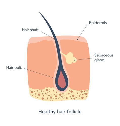 Healthy hair follicle under microscope. Medical scheme. Skin care. Hair shaft, epidermis, hair ...