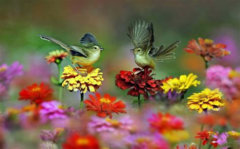 Image result for Birds at Springtime