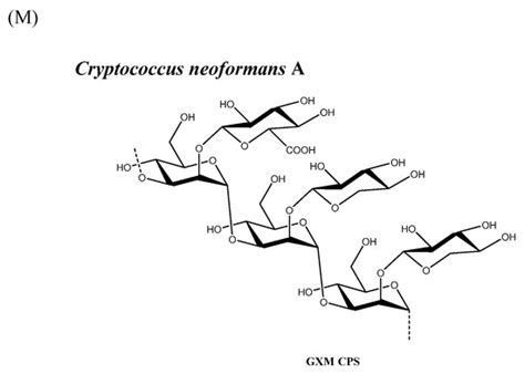 Impact and Control of Sugar Size in Glycoconjugate Vaccines