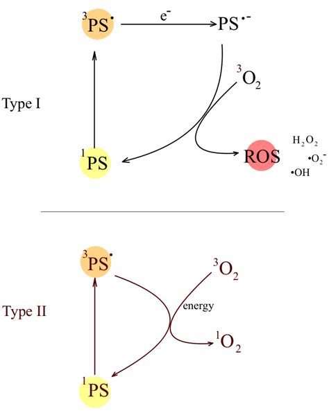 Cellular Mechanisms of Singlet Oxygen in Photodynamic Therapy