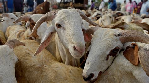 Drought keeps sheep out of reach for Moroccans this Eid