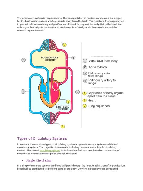 Image result for Explain Double Circulation in Simple From