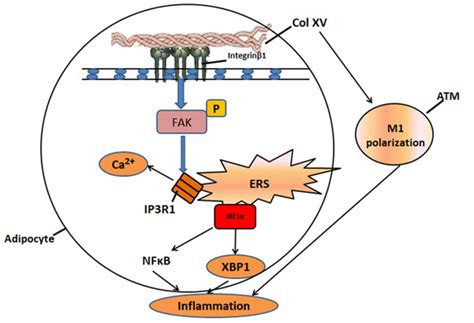 Collagen XV Promotes ER Stress-Induced Inflammation through Activating ...