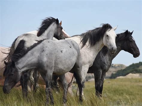 Black or Blue Roan Horses - The Equinest