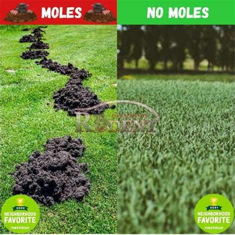 Mole Pest Control - Rodent Solutions Inc.