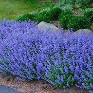 Image result for Purrsian Blue Catmint Care