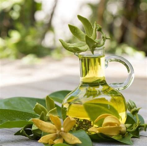 Ylang Ylang Essential Oil Manufacturer, Supplier from Pune