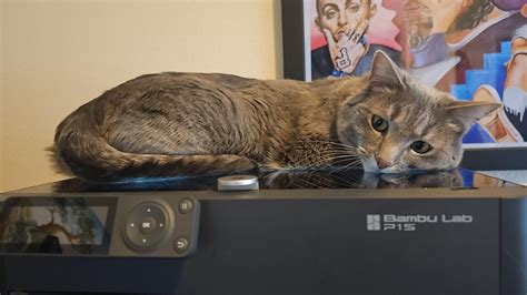 700$ Cat Warmer : r/BambuLab