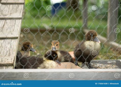 Group of Cute Baby Ducks in a Cage with a Blurred Background Stock ...