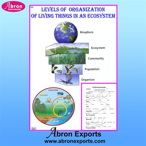 Organization Of Living Things Chart Understanding Diversity In Living