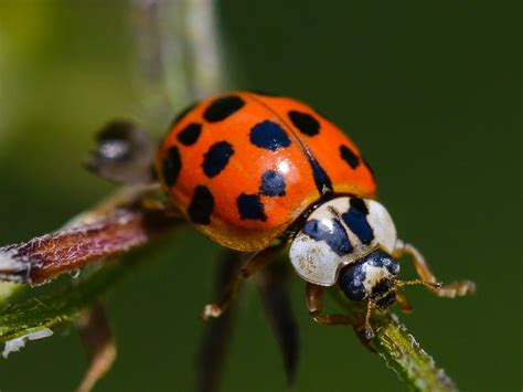 Asian Lady Beetle Bite Symptoms
