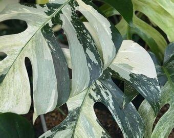 Outdoor & Gardening - Etsy India