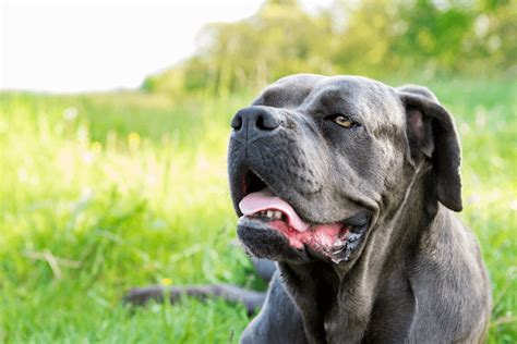 Cane Corso Cost 的图像结果