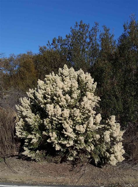 This Coyote Bush has gotten extra fluffy while waiting for wind to disperse its seeds ...