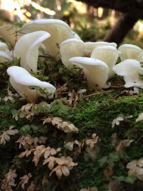 Pleurocybella Porrigens