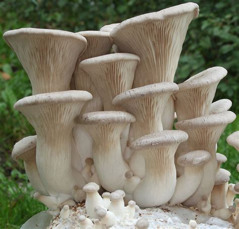 16 Oyster Mushroom Look-Alikes (and Identification Guide)