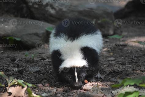 Really Cute Black and White Skunk in the Wild 9629413 Stock Photo at ...
