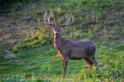 Home - Mountain Meadow Hunting Preserve