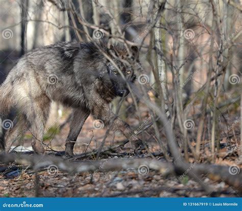 Tundra Wolf in the Wild Canis Lupus Albus Stock Image - Image of tundra ...