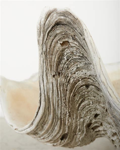 Image result for Large Clam Shells