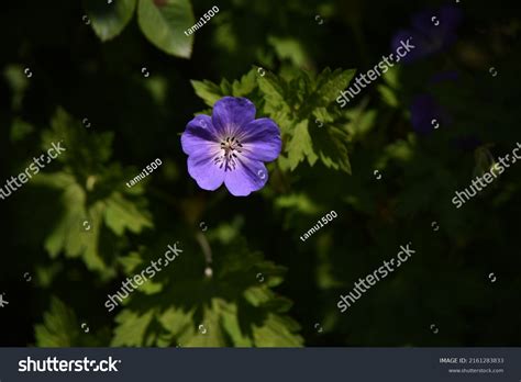 Cranesbill Geranium Rozanne Flowers Geraniaceae Perennial Stock Photo ...