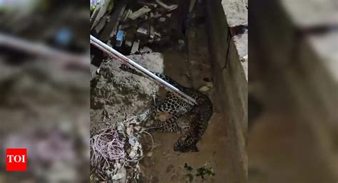 Ratnagiri man fights & kills leopard to save dog | Kolhapur News - The ...