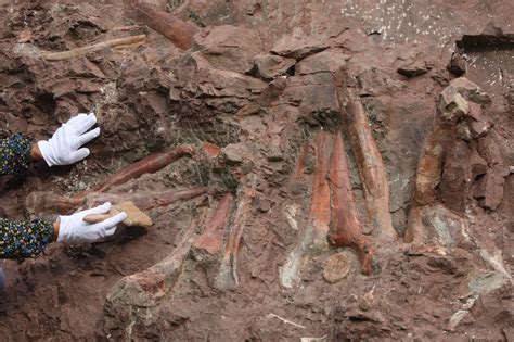 中外学者在辽宁发现潜龙化石 长度近乎1.1米