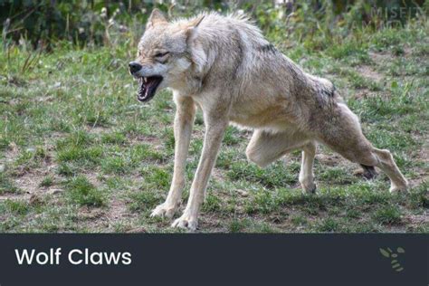 Wolf Claws 的图像结果