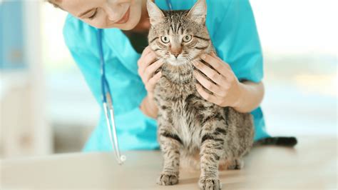 Veterinary Appointment In Washougal, WA 98671 | Camas Washougal Animal ...
