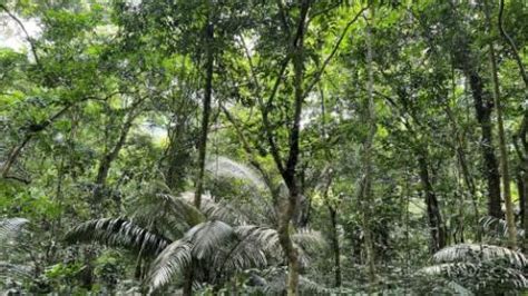 Quality, not just quantity, matters in COP15 “30 by 30” goal | Climate ...