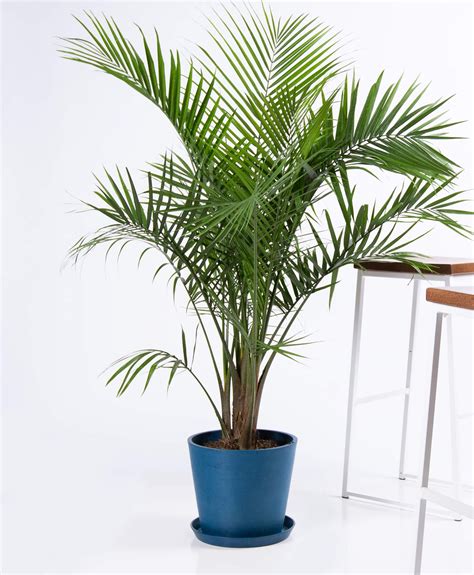 Majesty Palm Indoor Plant Care