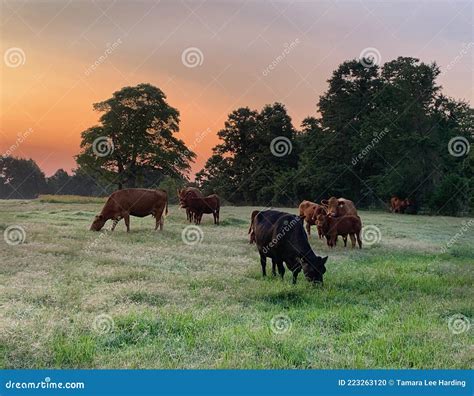 Beef Cattle at Sunrise in a Green Pasture Stock Photo - Image of ...