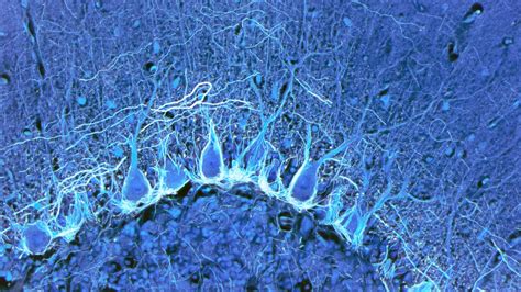 Image result for Brain Cell Types