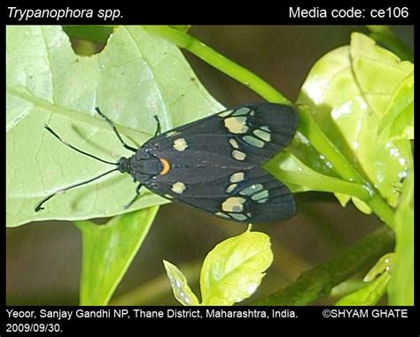 Trypanophora spp. Kollar, 1844 - | Moths