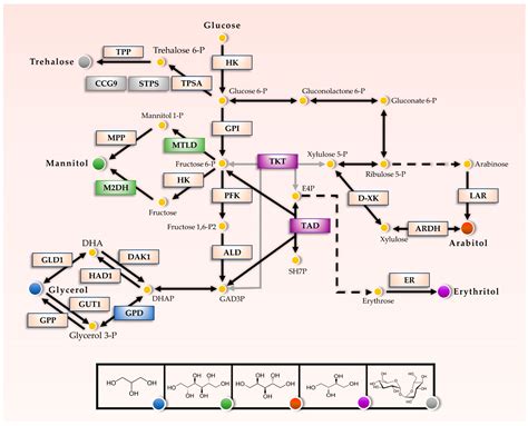 Osmolyte Signatures for the Protection of Aspergillus sydowii Cells ...