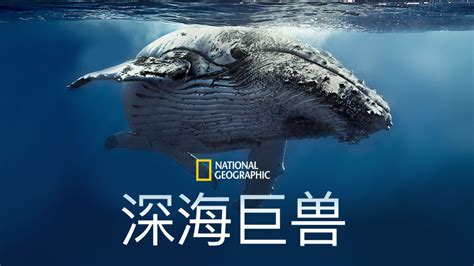 【国家地理】荒野：巨兽海洋【高清/720P】Ocean of Giants - Nat Geo Wild Documentary 2015 ...