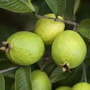 naturehils Guava Seed, GV20 Pure Organic Fruit Plant Seed, Aamruth ...