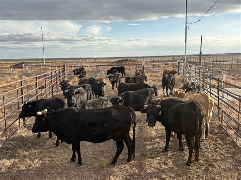 26 - Corriente Cows Bred to Angus Bull - Colorado