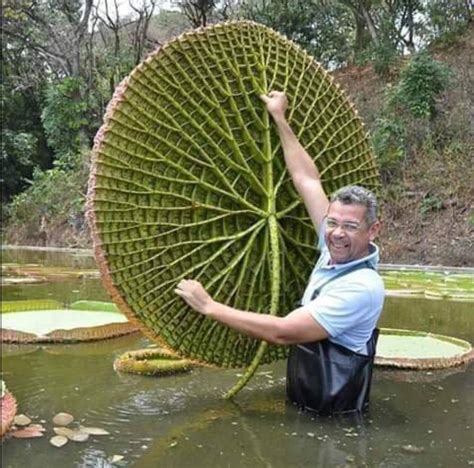 Huge Water Lily Pads