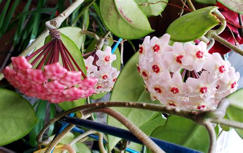 Hoya House Plant Waxy Flower