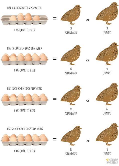 How Many Quail Females Do You Need?
