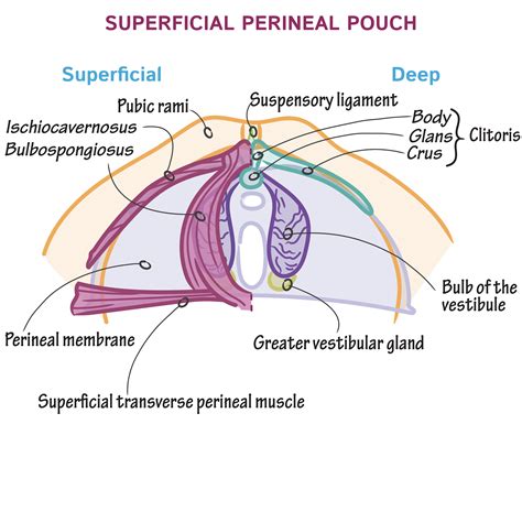 Superficial Perineal Pouch JaypeeDigital | EBook Reader
