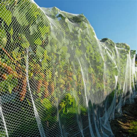 Image result for Insect Mesh Netting